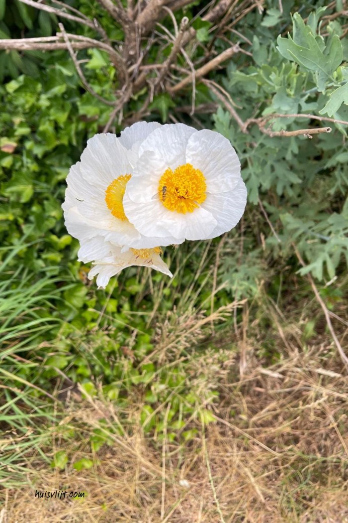 witte bloem