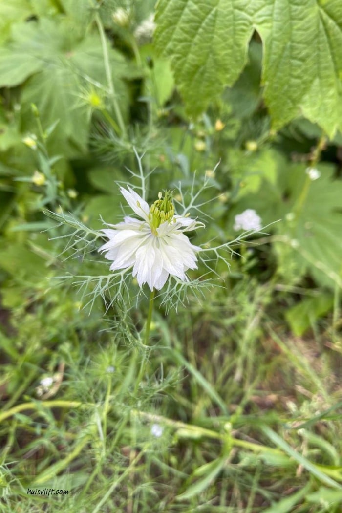 Action bloemenzaad getest: mijn ervaring met Seed Shaker na 3 maanden 9 witte tuinbloem