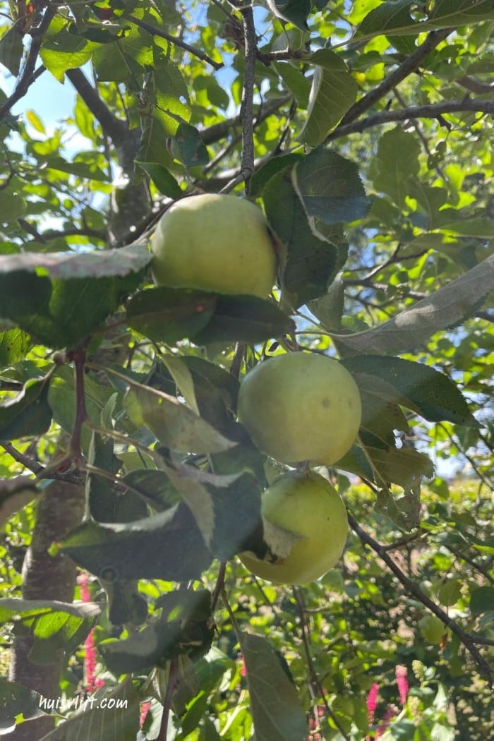 Onze Elstar appelboom groeit en bloeit - wat een top cadeau! 2 appel aan boom