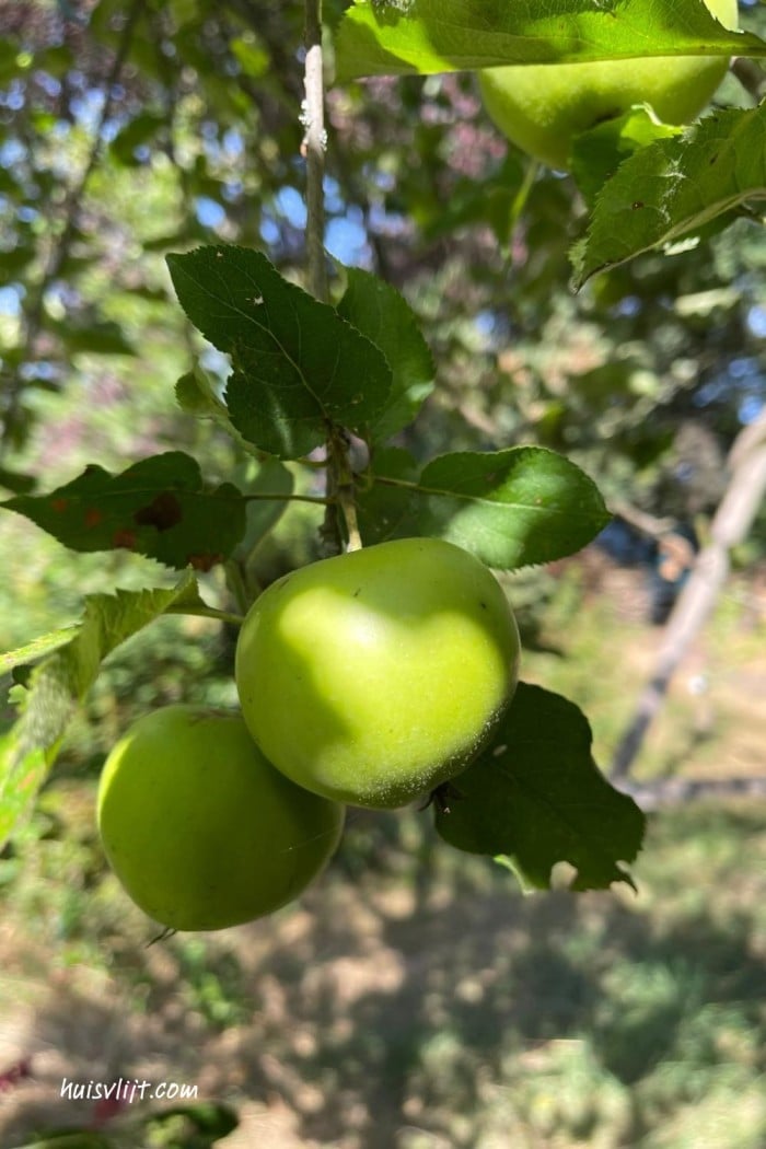 Onze Elstar appelboom groeit en bloeit - wat een top cadeau! 3 appelboom in tuin
