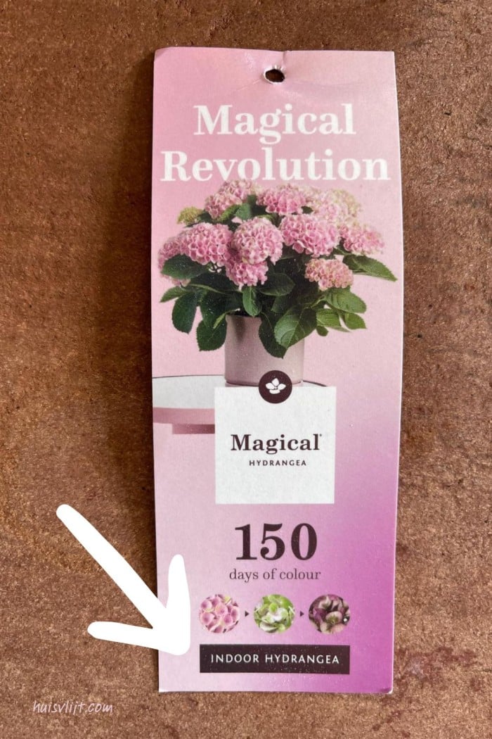 hydrangea
