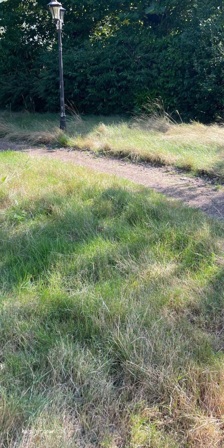Lasts van geel gras? 27 simpele tips voor een groen gazon 2 natuurlijke tuin