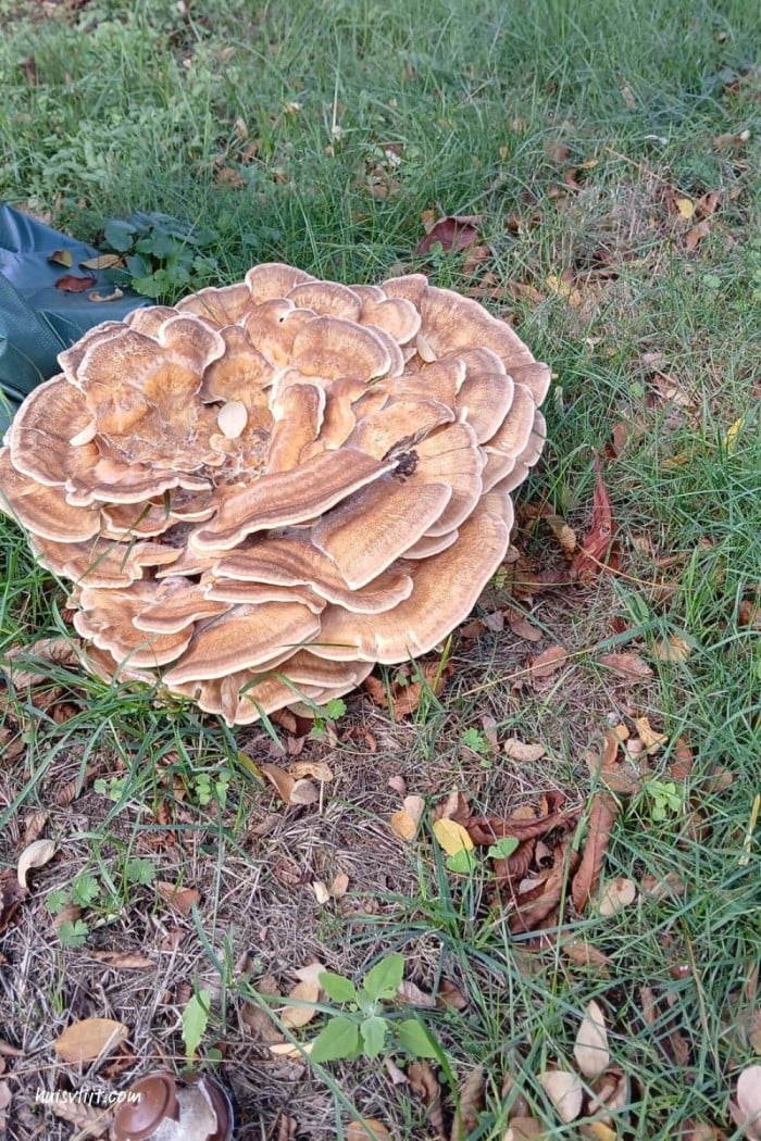Paddenstoelen magie 4 bruine paddenstoel