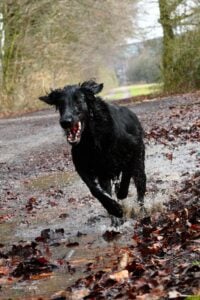gebeten door een hond