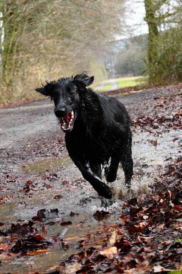 Dat doet hij anders nooit! 1 gebeten door een hond dat doet hij anders nooit