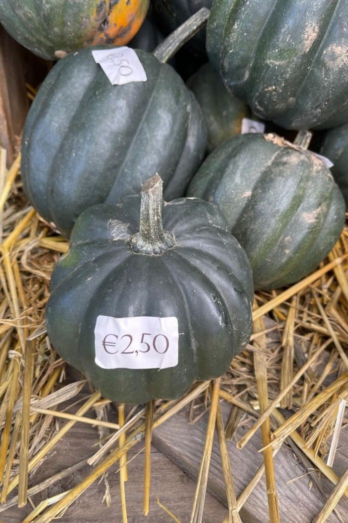 Pompoenparadijs tip: Pompoen decoraties 3 groene pompoenen