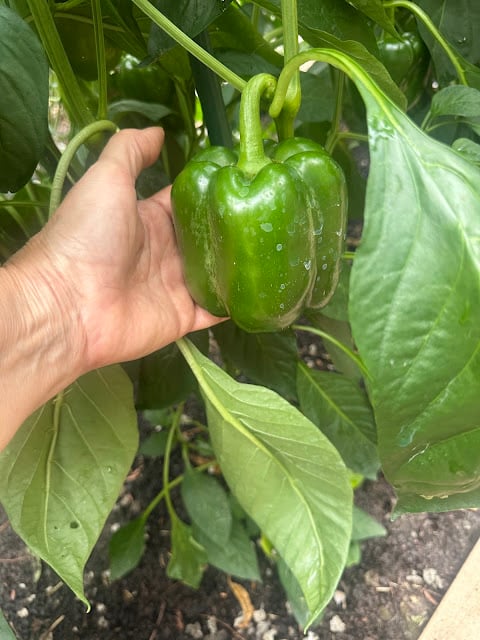 paprika