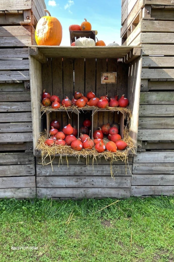 Pompoenparadijs tip: Pompoen decoraties 9 oranje pompoenen