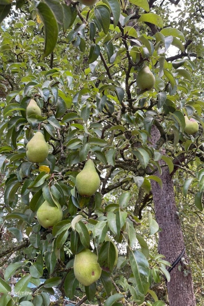 oude perenboom