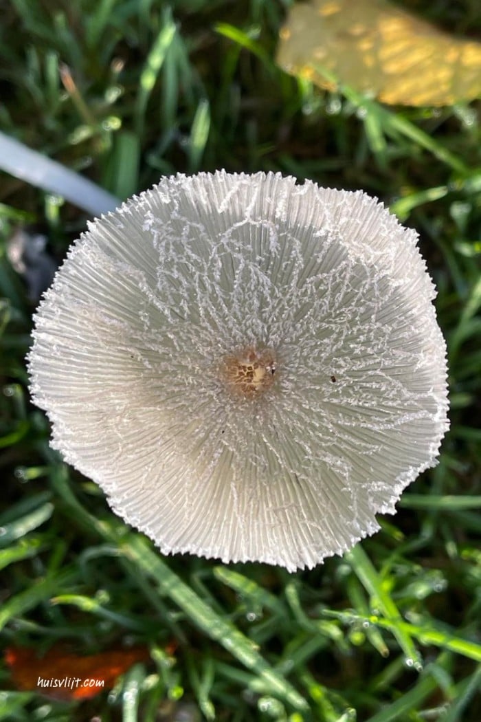 Paddenstoelen magie 3 paddenstoelen foto