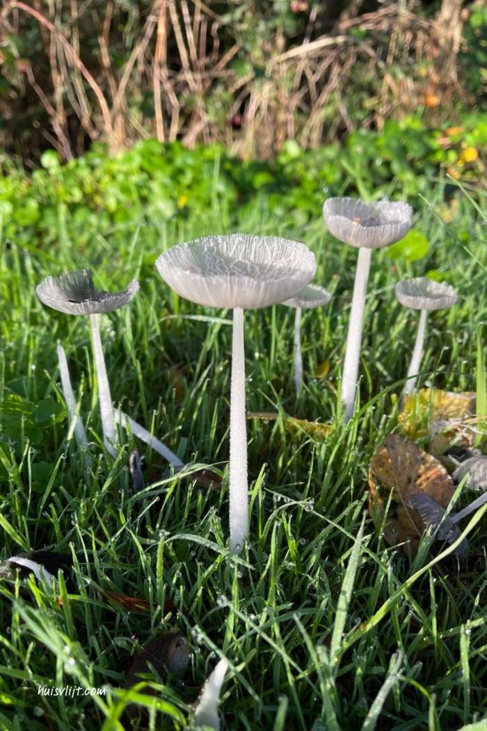 Paddenstoelen magie 1 paddenstoelen