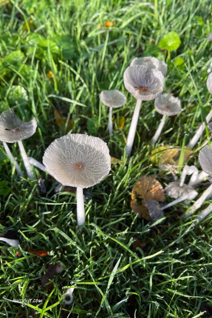 Paddenstoelen magie 2 paddestoelen