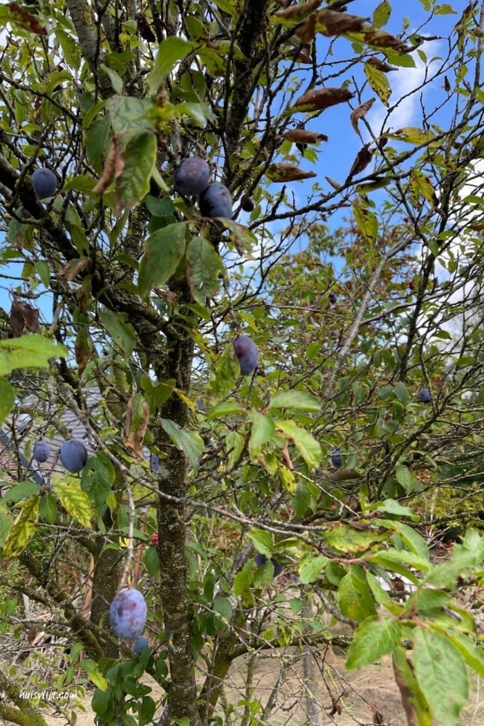 pruimenboom