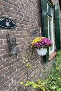 chrysant geel en paars