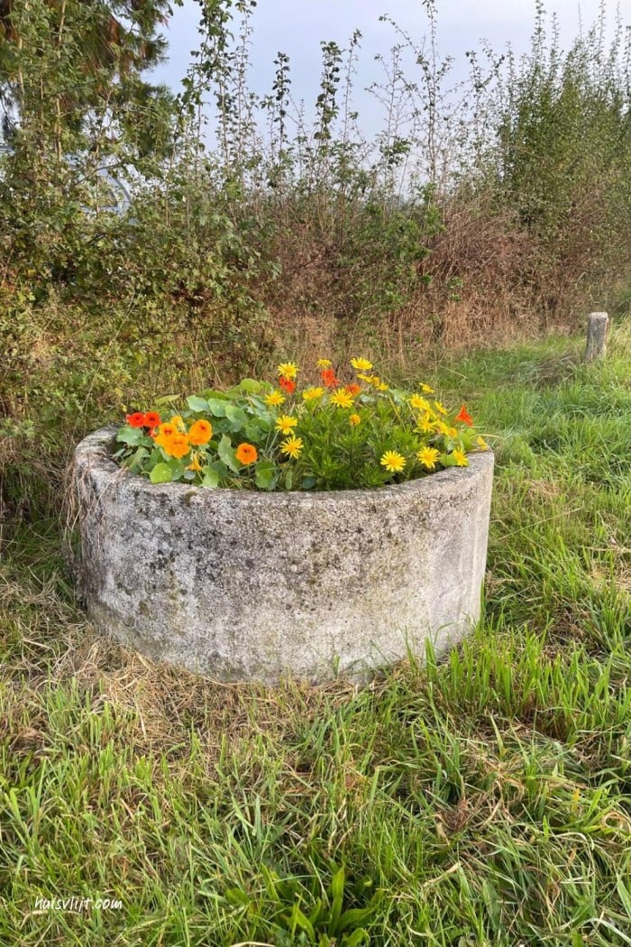Oude drinkbak voor koeien hergebruiken 1 drinkbak koeien