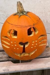 halloween pompoen kat