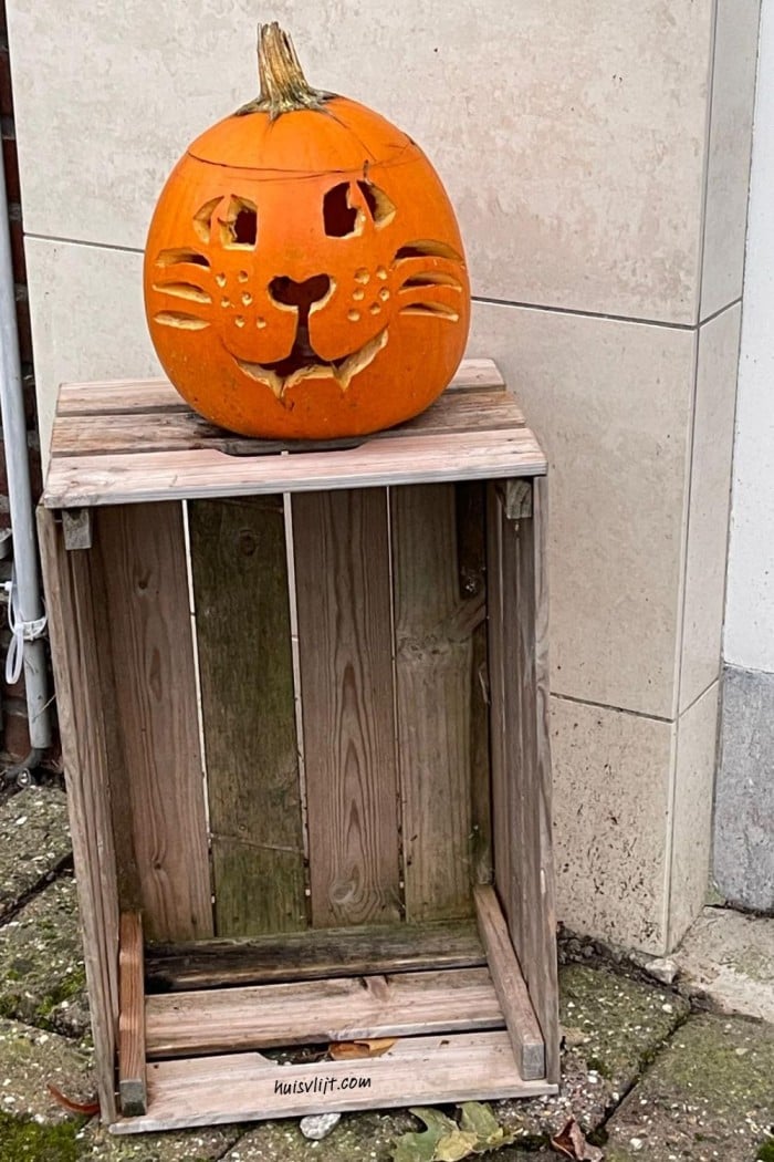 Katten pompoen gespot! 1 katten pompoen