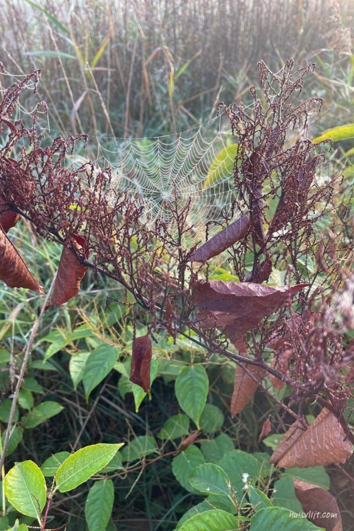 Spinnenweb fotografie: bijzondere spinnenwebben in de herfst 4 natuur fotografie