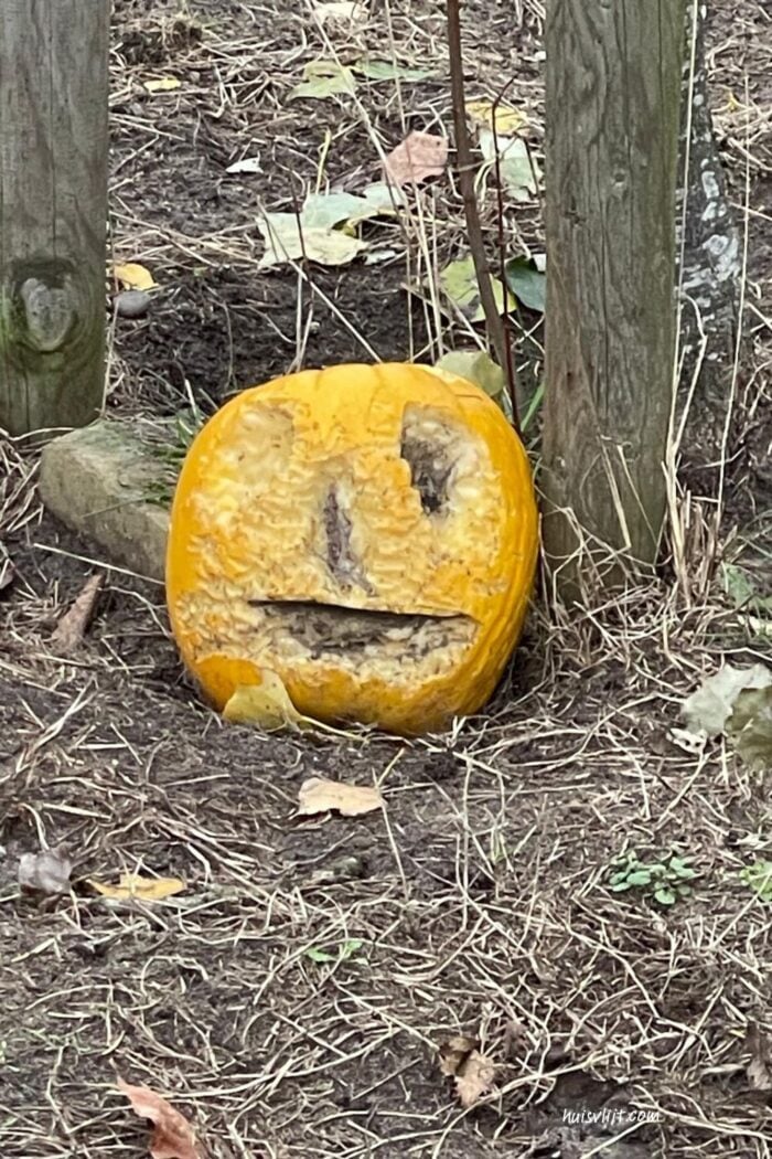 Katten pompoen gespot! 4 pompoen