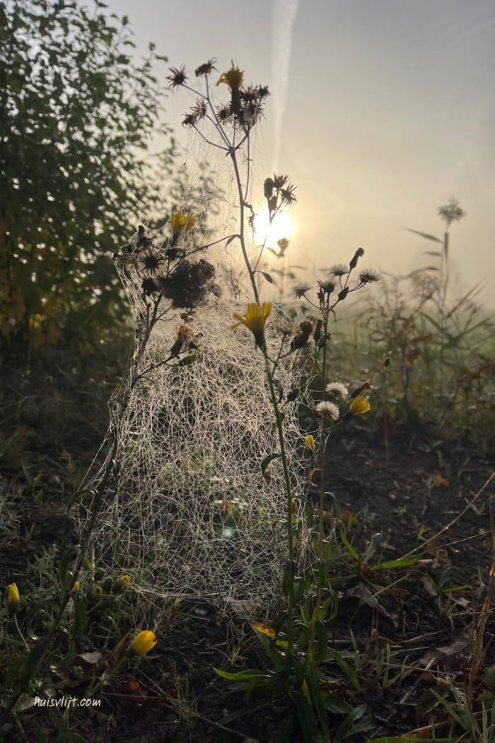 Spinnenweb fotografie: bijzondere spinnenwebben in de herfst 2 spinnenweb foto