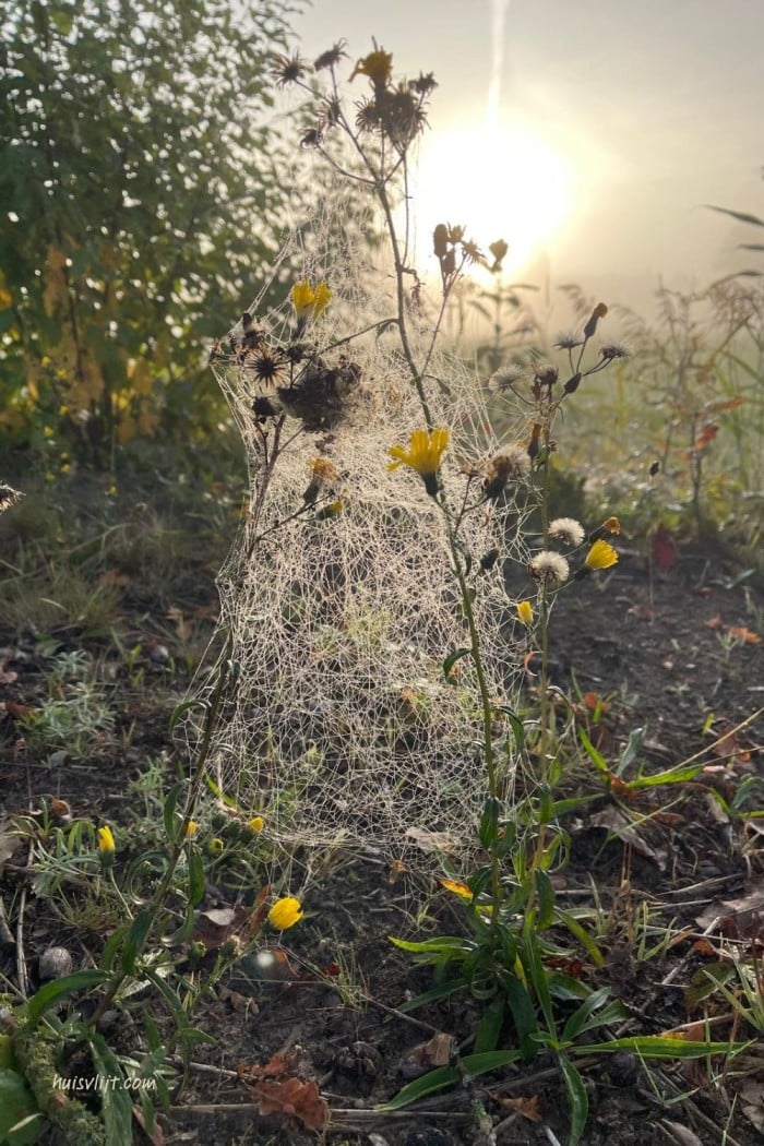 Spinnenweb fotografie: bijzondere spinnenwebben in de herfst 1 spinnenweb fotografie