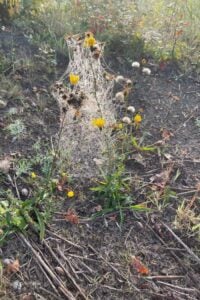 spinnenweb natuurfotografie